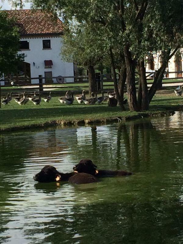 Hotel Il Selgaro Agriturismo Zelarino Exteriér fotografie